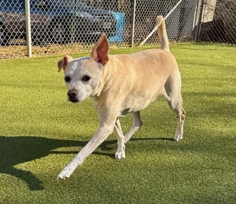 Enlarge Bo, a ADOPTABLE mixed breed in Queenstown, MD image 3/4