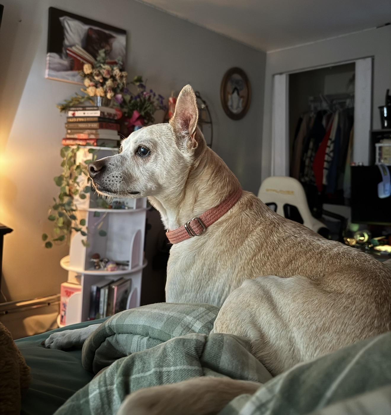 Enlarge Bo, a ADOPTABLE mixed breed in Queenstown, MD image 5/6