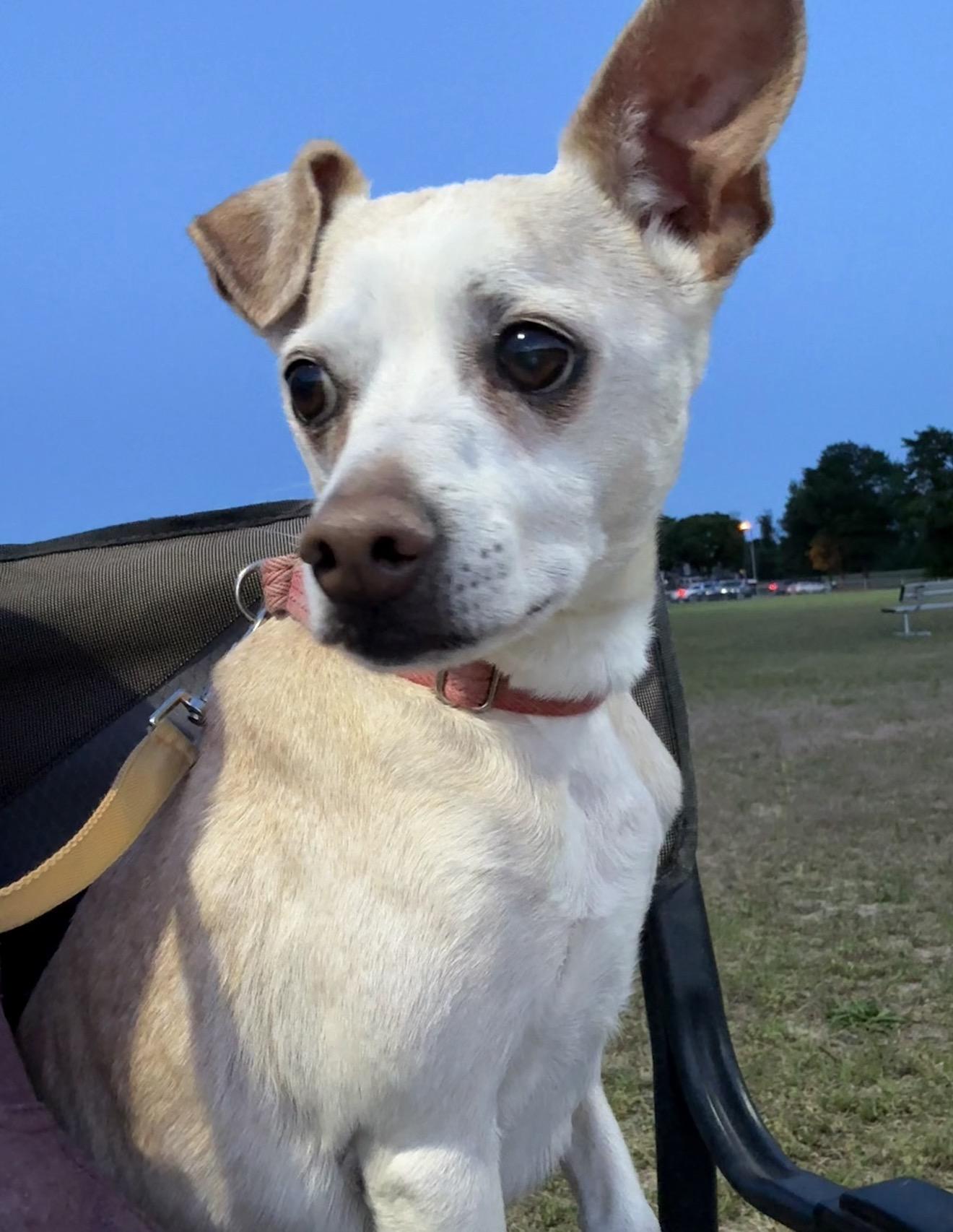 Bo, ADOPTABLE, Senior Male Chihuahua.