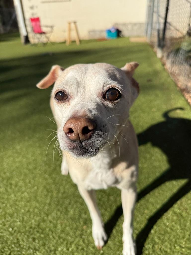 Enlarge Bo, a ADOPTABLE mixed breed in Queenstown, MD image 1/4