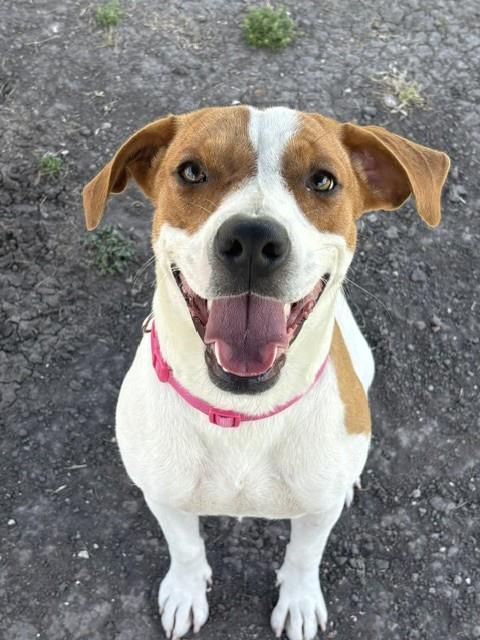 Enlarge DAISY, a Adoptable mixed breed in Corpus Christi, TX image 1/1