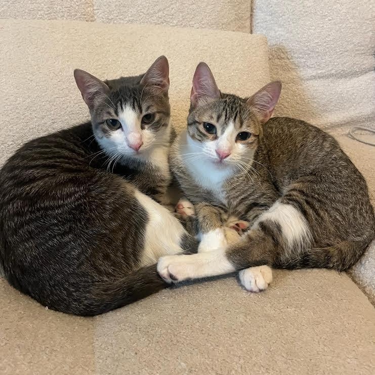 Enlarge Rosie Andrade, a Adoptable Domestic Short Hair in Denver, CO image 2/6