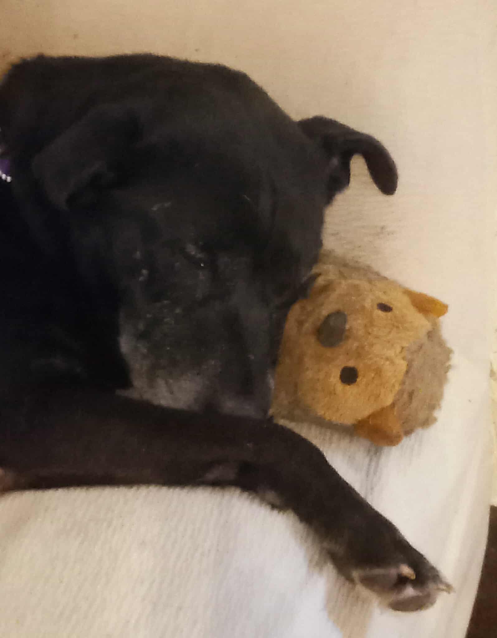 Jackie, Adopted, Adult Female Labrador Retriever.