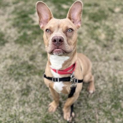 Crouton, Adoptable, Young Male Mixed Breed & Mixed Breed.