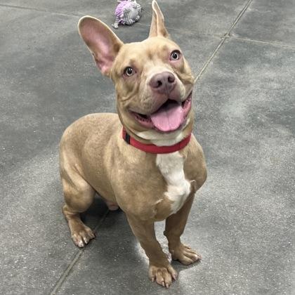 Enlarge Crouton, a Adoptable mixed breed in Janesville, WI image 2/3