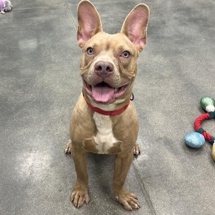 Crouton, Adoptable, Young Male Mixed Breed & Mixed Breed.