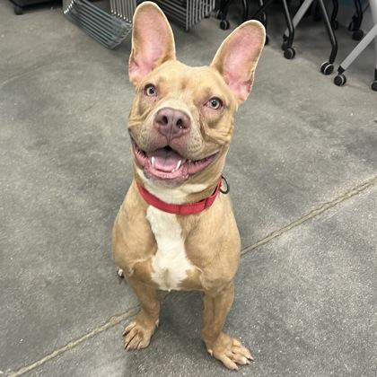 Enlarge Crouton, a Adoptable mixed breed in Janesville, WI image 1/3