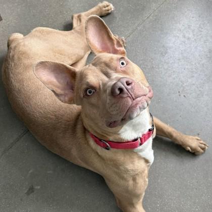 Enlarge Crouton, a Adoptable mixed breed in Janesville, WI image 2/3