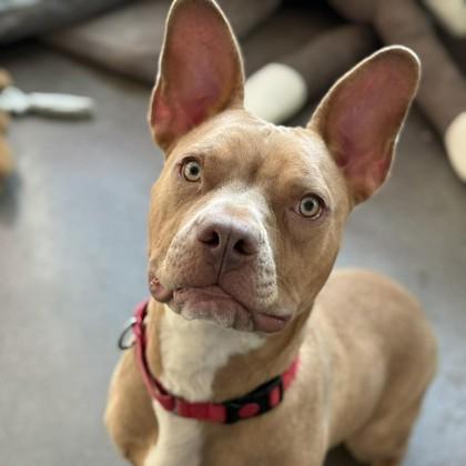 Enlarge Crouton, a Adoptable mixed breed in Janesville, WI image 3/3