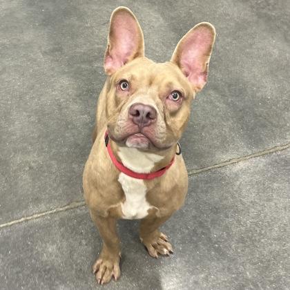 Enlarge Crouton, a Adoptable mixed breed in Janesville, WI image 3/3