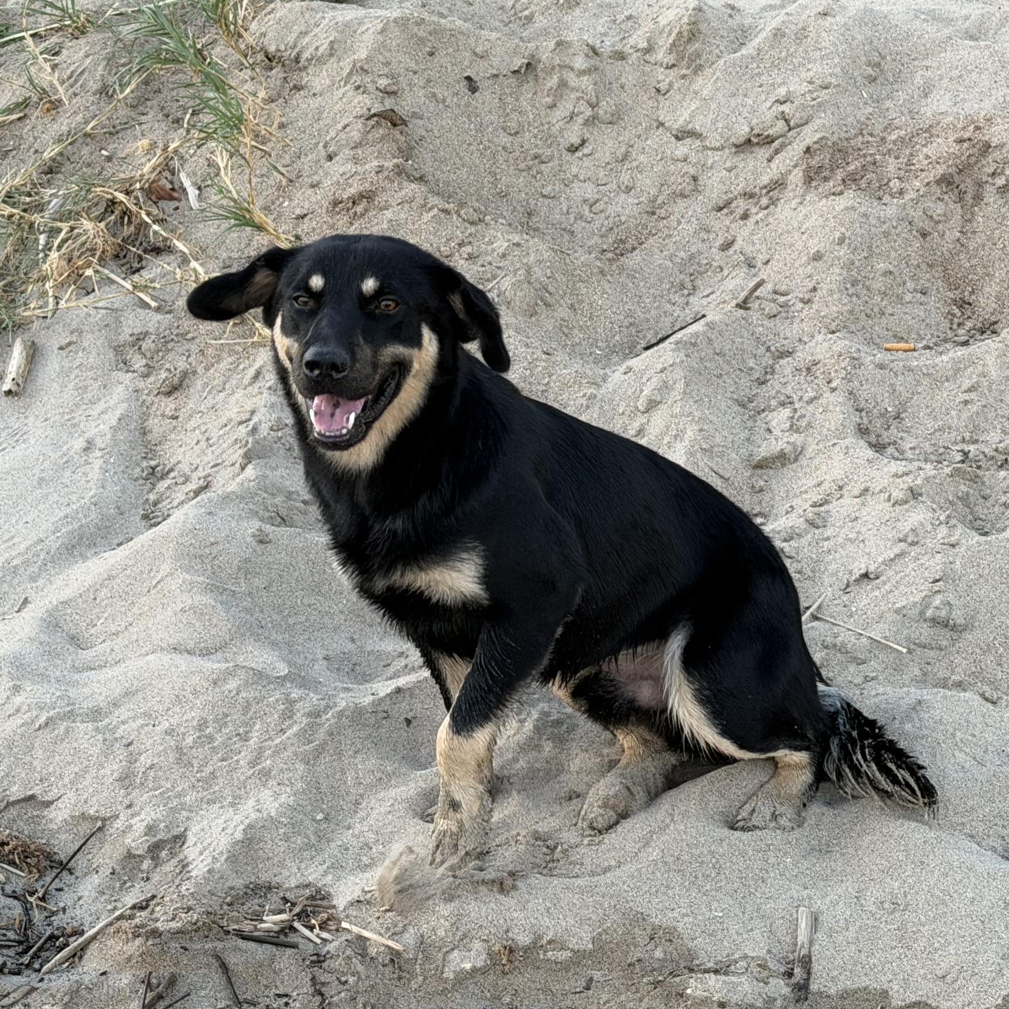 Enlarge Sawyer, a Adoptable mixed breed in Ridgefield, CT image 6/6