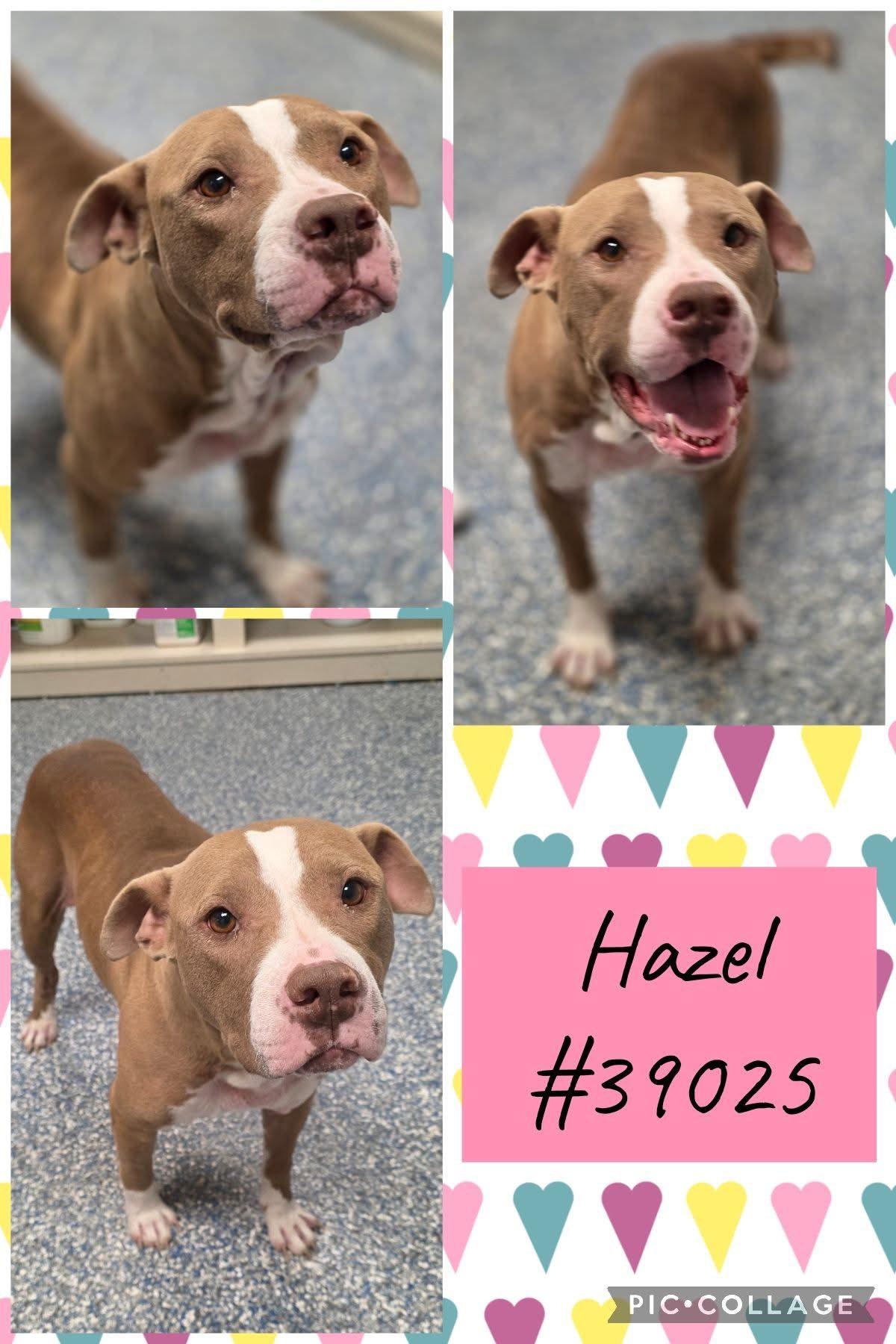Hazel