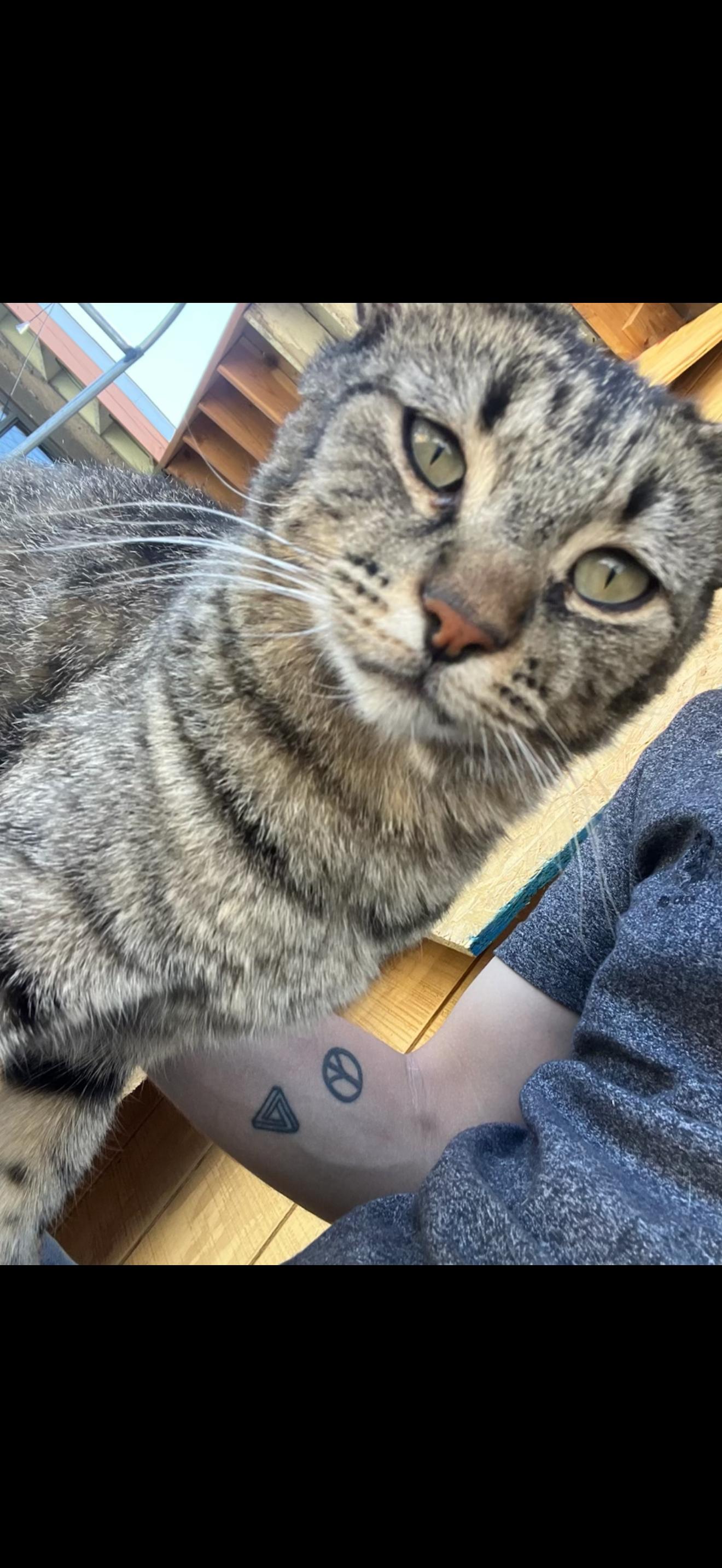 Enlarge Zeefree, an adopted Tabby in Las Vegas, NV image 1/1