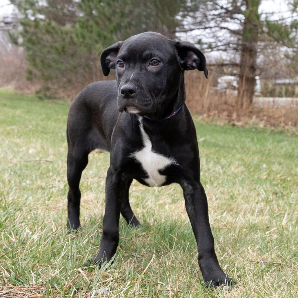 Remmie, Adoptable, Puppy Female Mixed Breed.