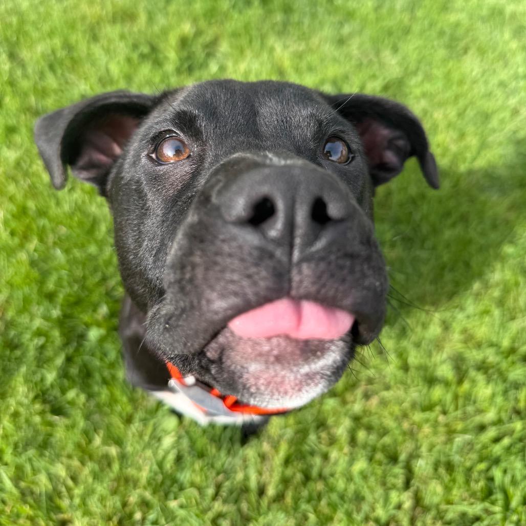 Enlarge Remmie, a Adoptable Mixed Breed in Erie, PA image 2/6