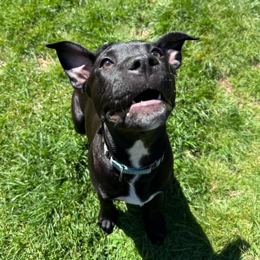 Enlarge Remmie, a Adoptable Mixed Breed in Erie, PA image 3/6