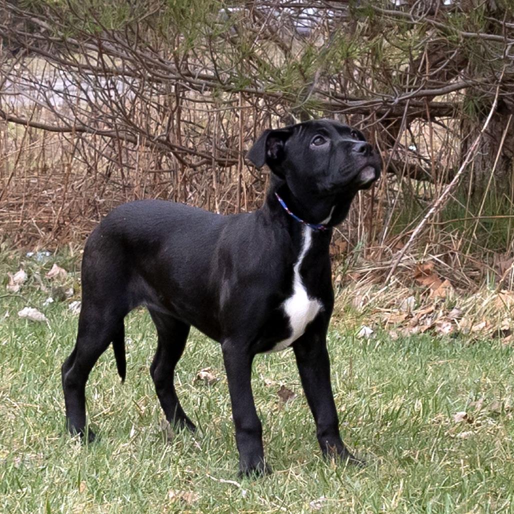 Remmie, a Adoptable Mixed Breed in Erie, PA image 2/6