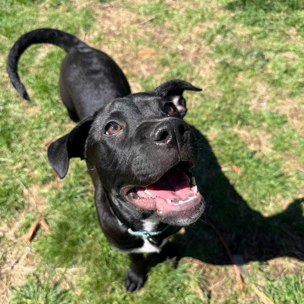 Remmie, a Adoptable Mixed Breed in Erie, PA image 4/6