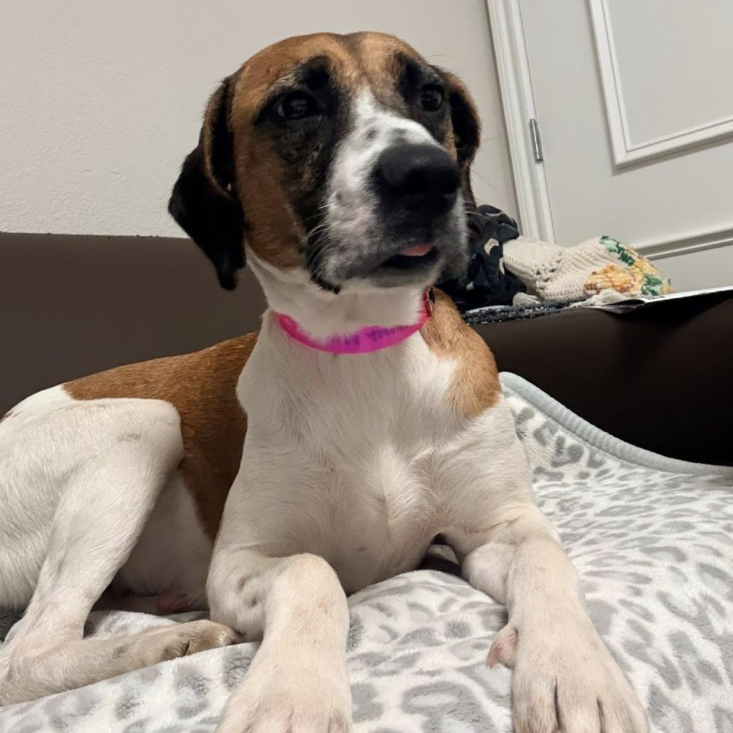 Hannah Montana, Adoptable, Adult Female Foxhound & Beagle.