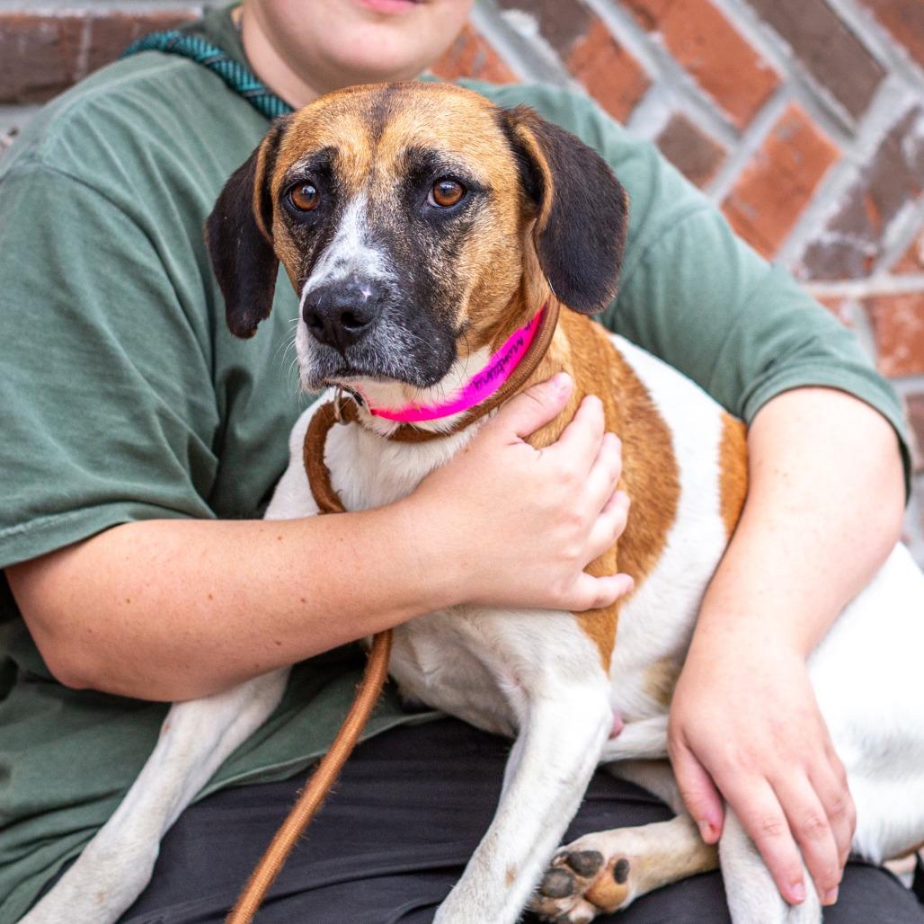 Hannah Montana, Adoptable, Adult Female Foxhound & Beagle.