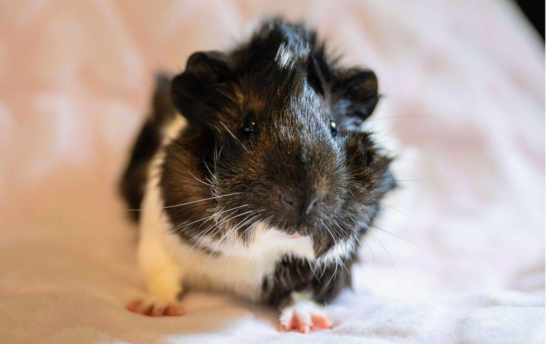 Enlarge Female Guinea Pig, a ADOPTABLE Guinea Pig in Cocoa, FL image 1/1