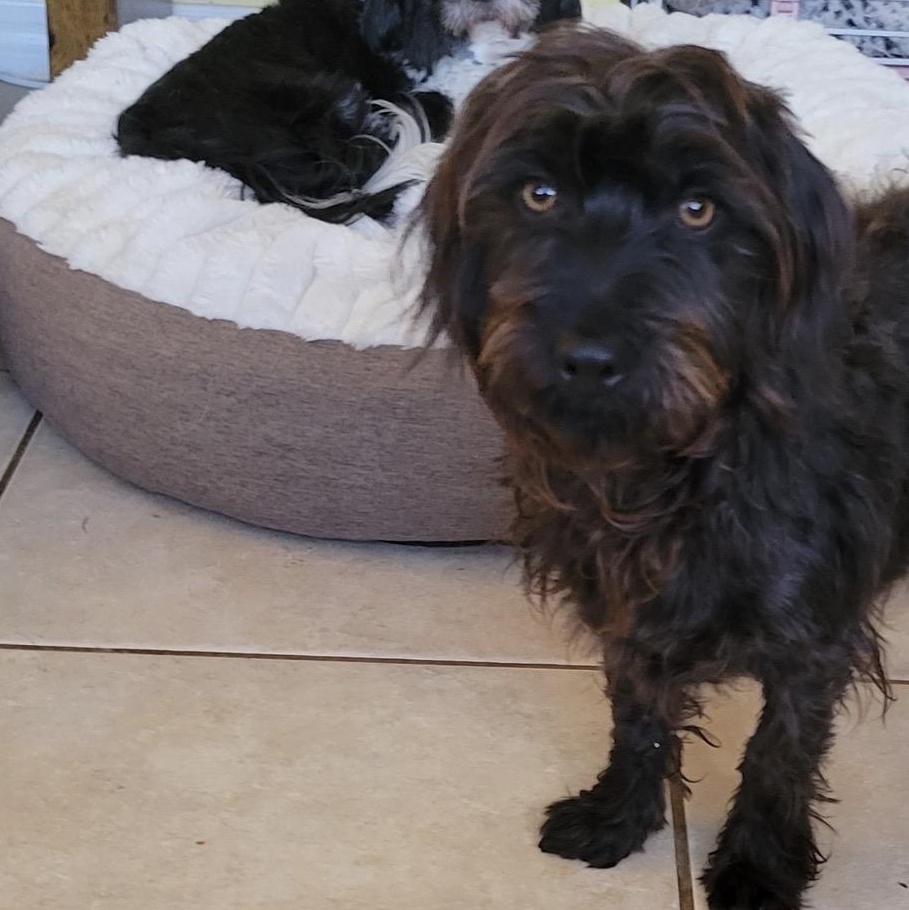 Blake, ADOPTABLE, Young Male Havanese.