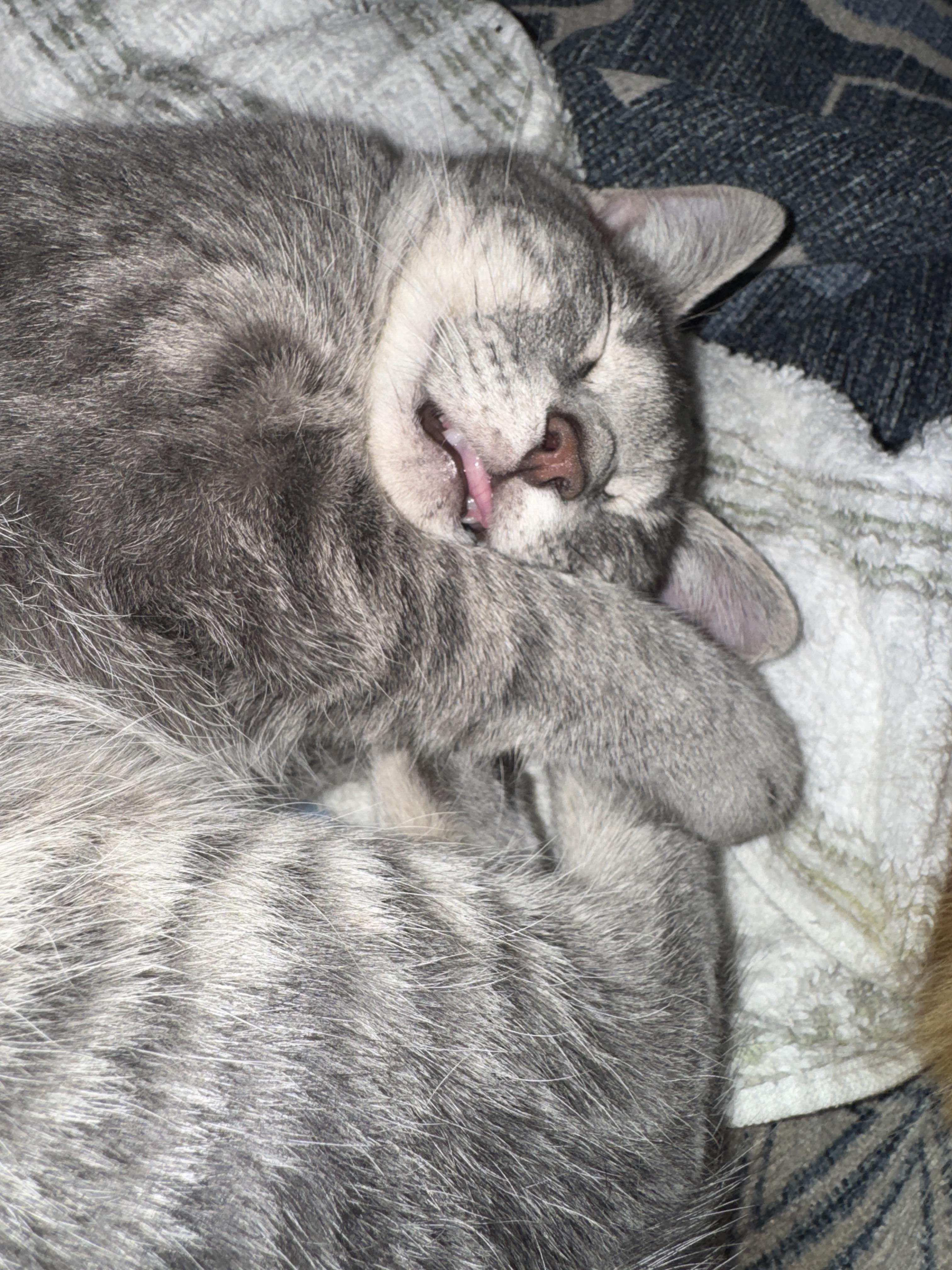 Fraydo , a ADOPTABLE mixed breed in Fort Oglethorpe, GA image 4/6