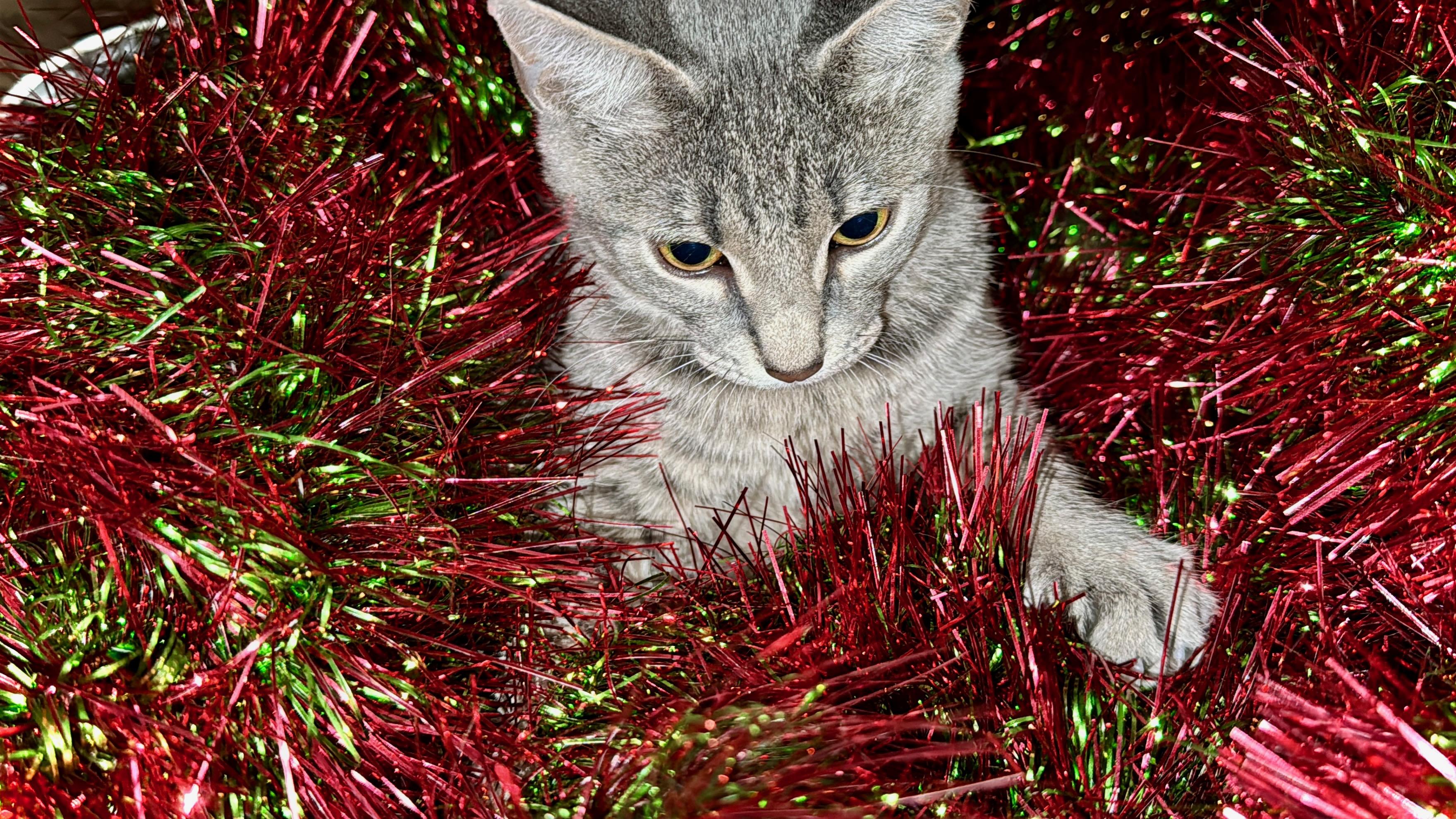 Fraydo , ADOPTABLE, Kitten Male Domestic Short Hair & Russian Blue.