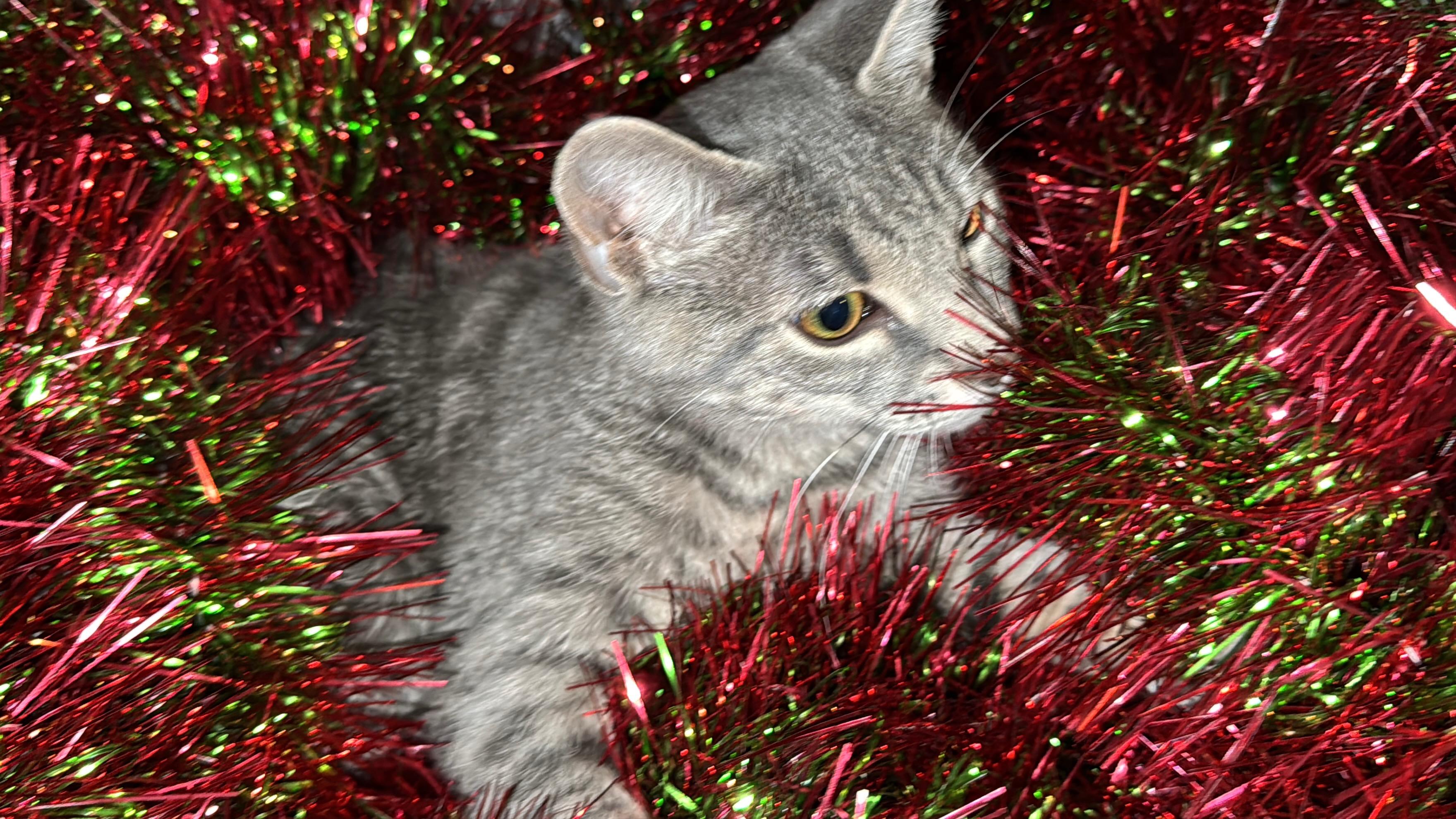 Fraydo , a ADOPTABLE mixed breed in Fort Oglethorpe, GA image 2/6