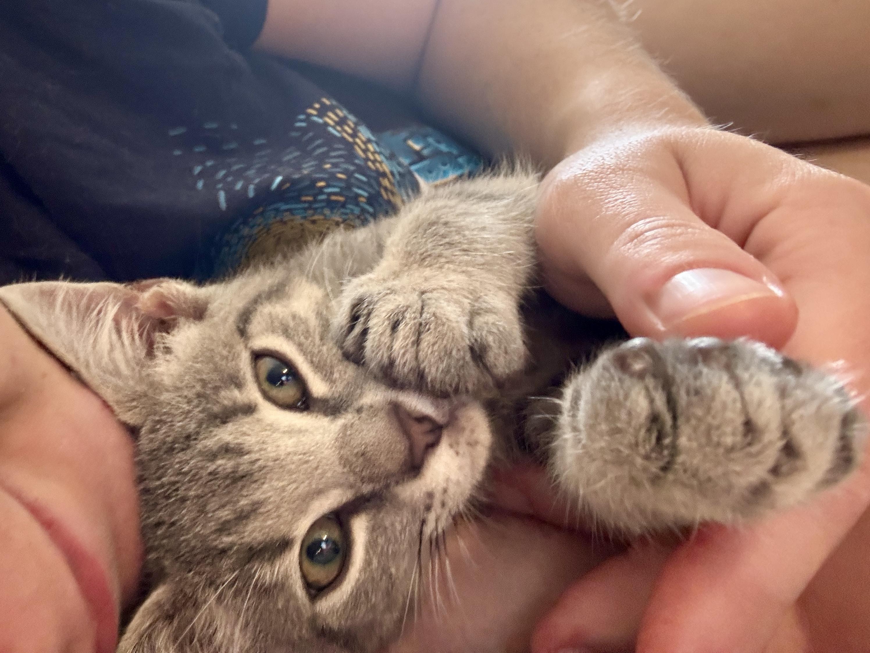 Fraydo , a ADOPTABLE mixed breed in Fort Oglethorpe, GA image 3/6