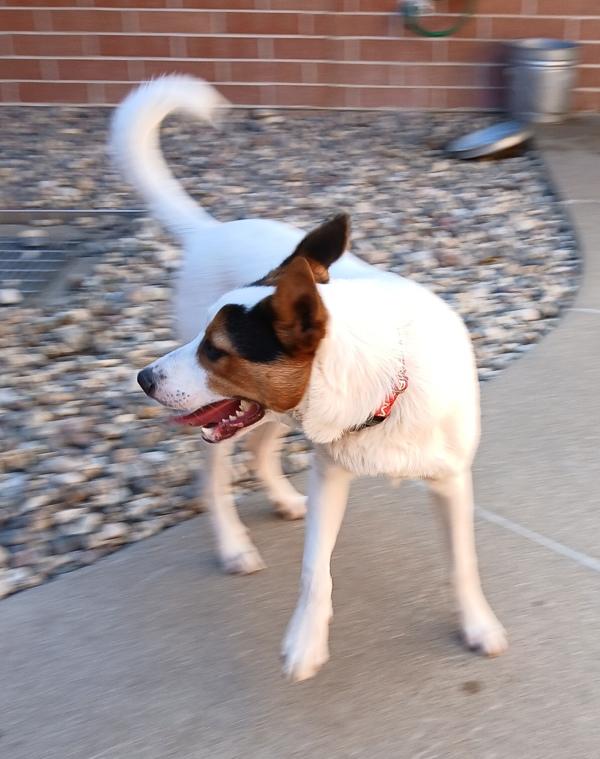 Enlarge Reef, a Adoptable mixed breed in Sioux City, IA image 1/1