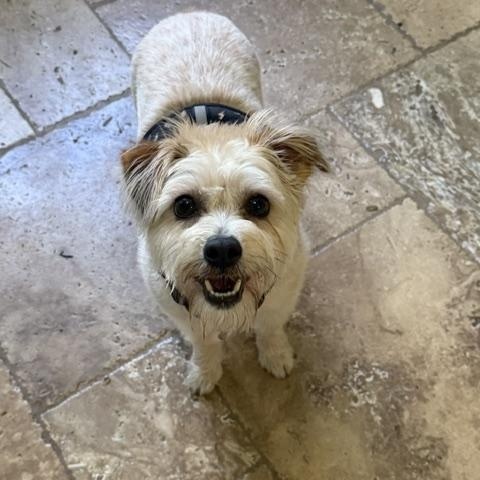 Enlarge Pennie, a ADOPTABLE mixed breed in Spring, TX image 4/4