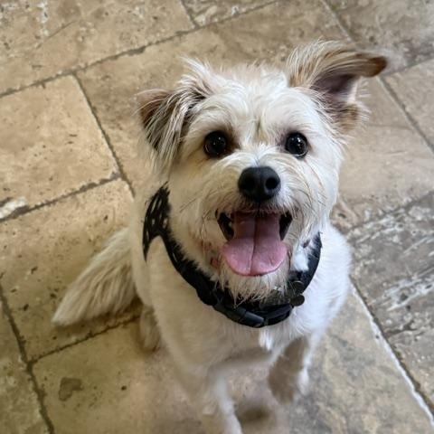 Pennie, ADOPTABLE, Young Female Terrier & Mixed Breed.