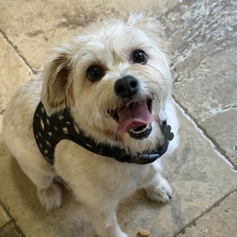 Enlarge Pennie, a ADOPTABLE mixed breed in Spring, TX image 2/4