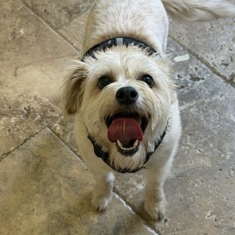 Enlarge Pennie, a ADOPTABLE mixed breed in Spring, TX image 3/4