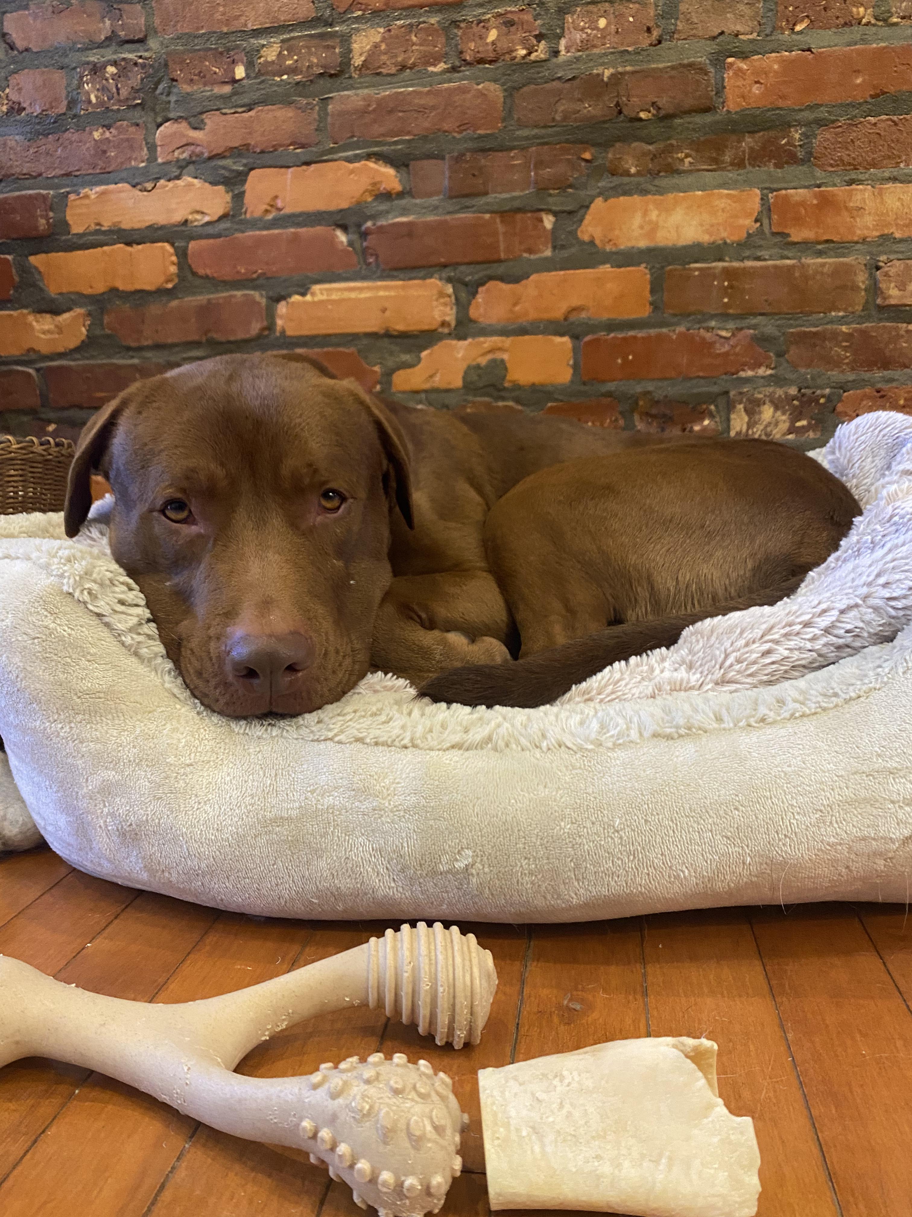 Enlarge Toby, a Adoptable mixed breed in Annandale, VA image 4/6