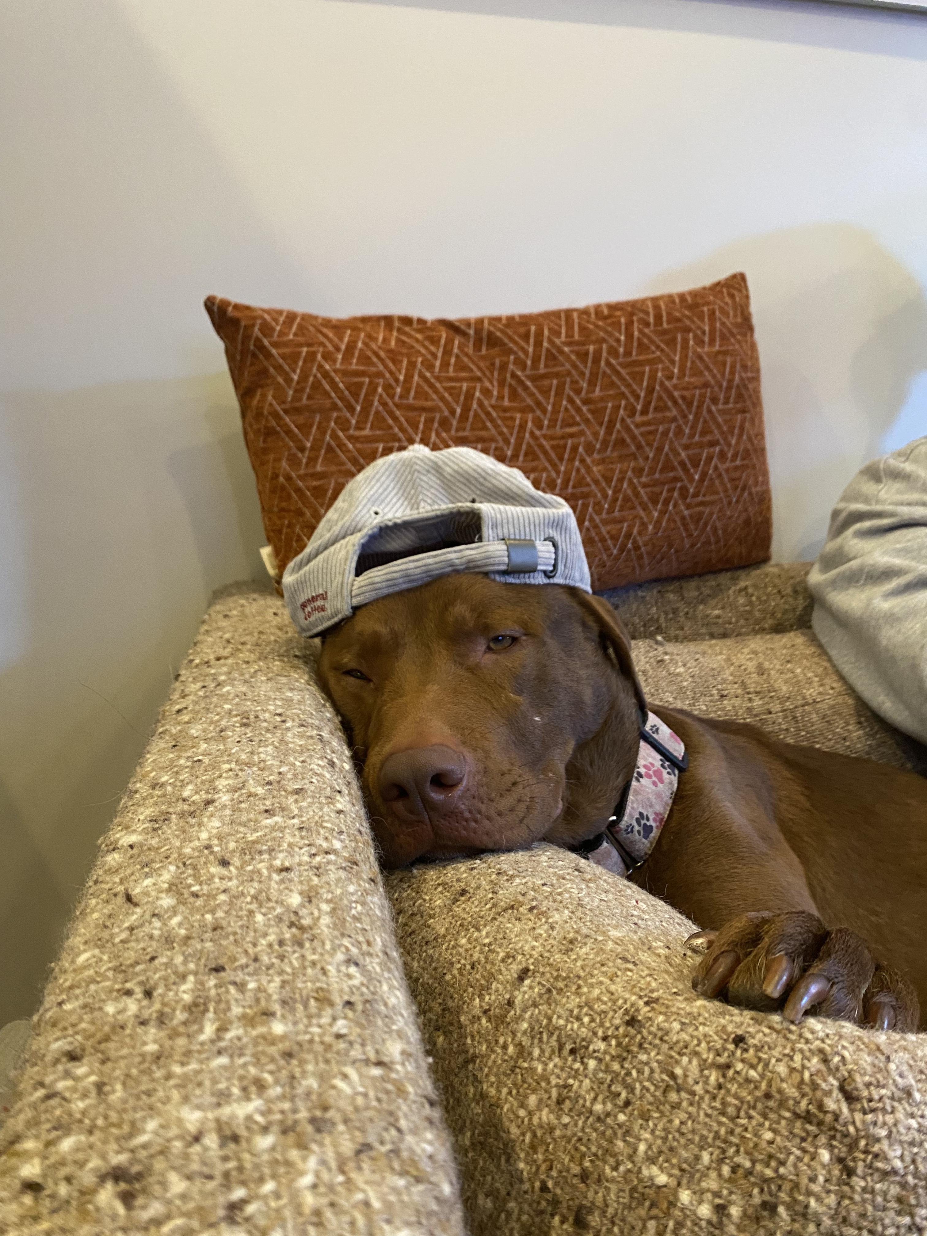 Enlarge Toby, a Adoptable mixed breed in Annandale, VA image 1/6