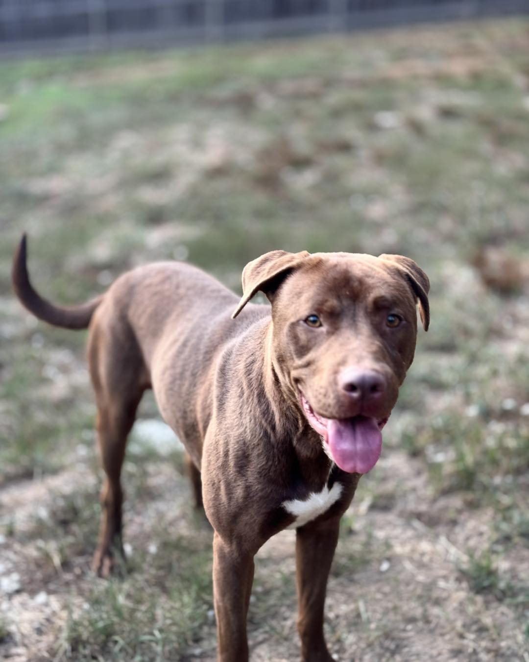 Enlarge Toby, a Adoptable mixed breed in Annandale, VA image 2/6