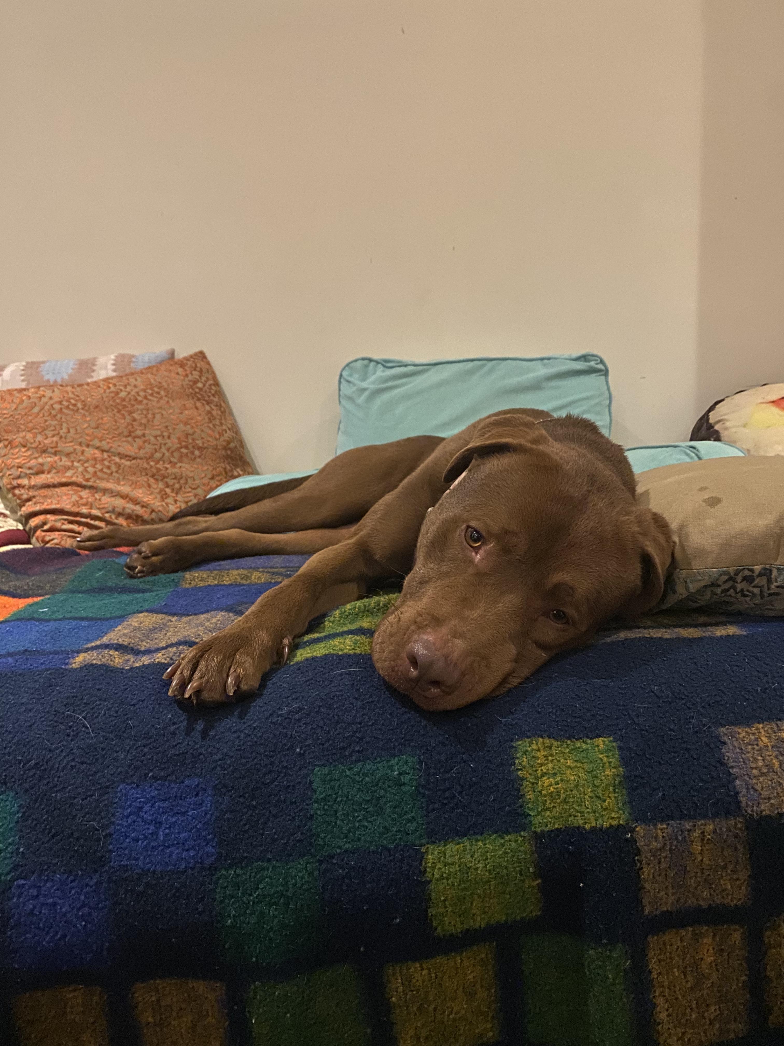 Enlarge Toby, a Adoptable mixed breed in Annandale, VA image 3/6