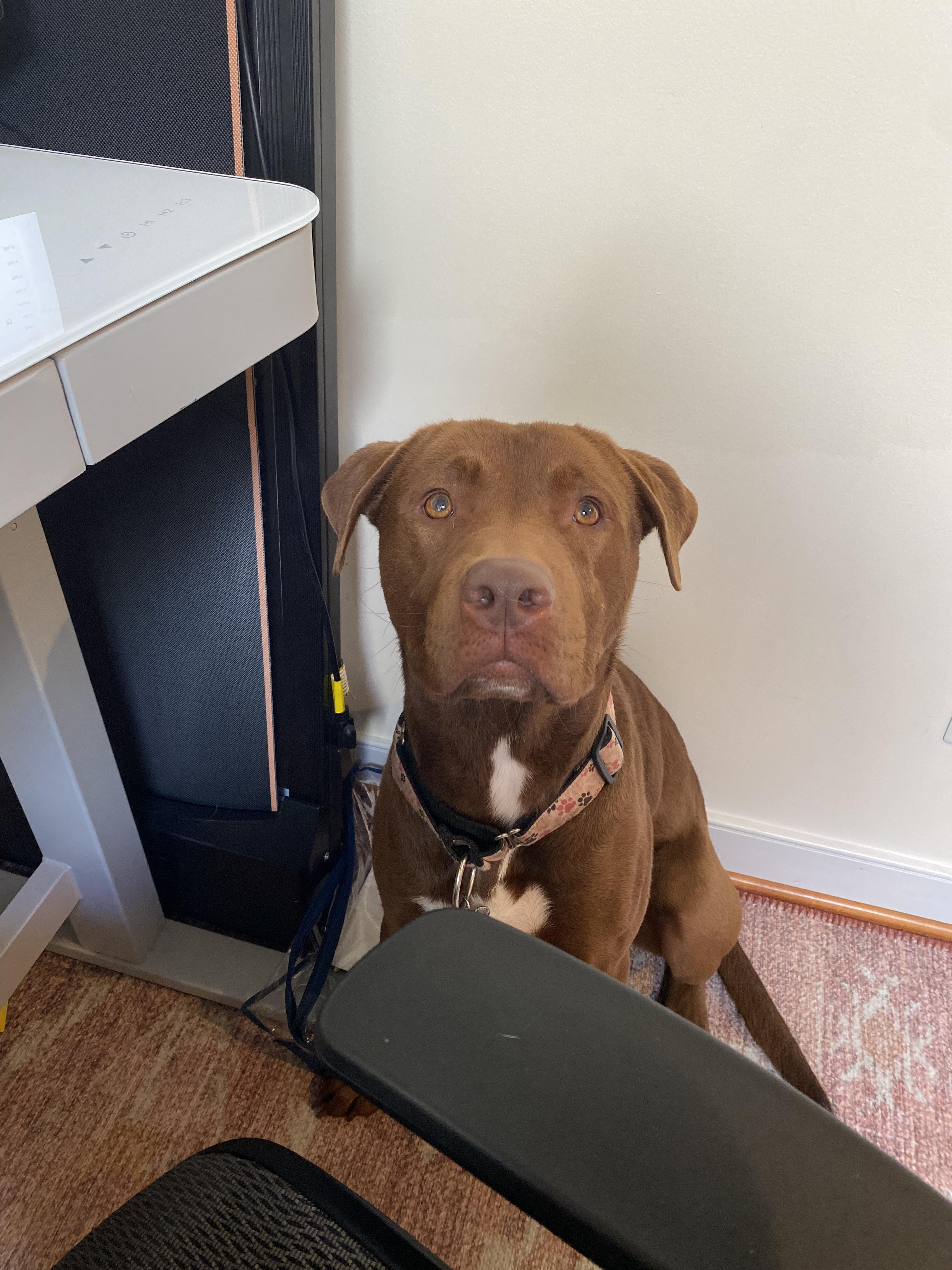 Enlarge Toby, a Adoptable mixed breed in Annandale, VA image 5/6