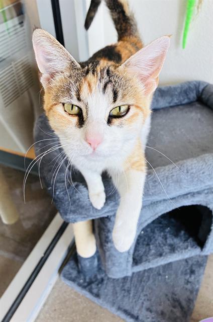 Enlarge KELLY KAT, a Adoptable Domestic Short Hair in Globe, AZ image 1/1