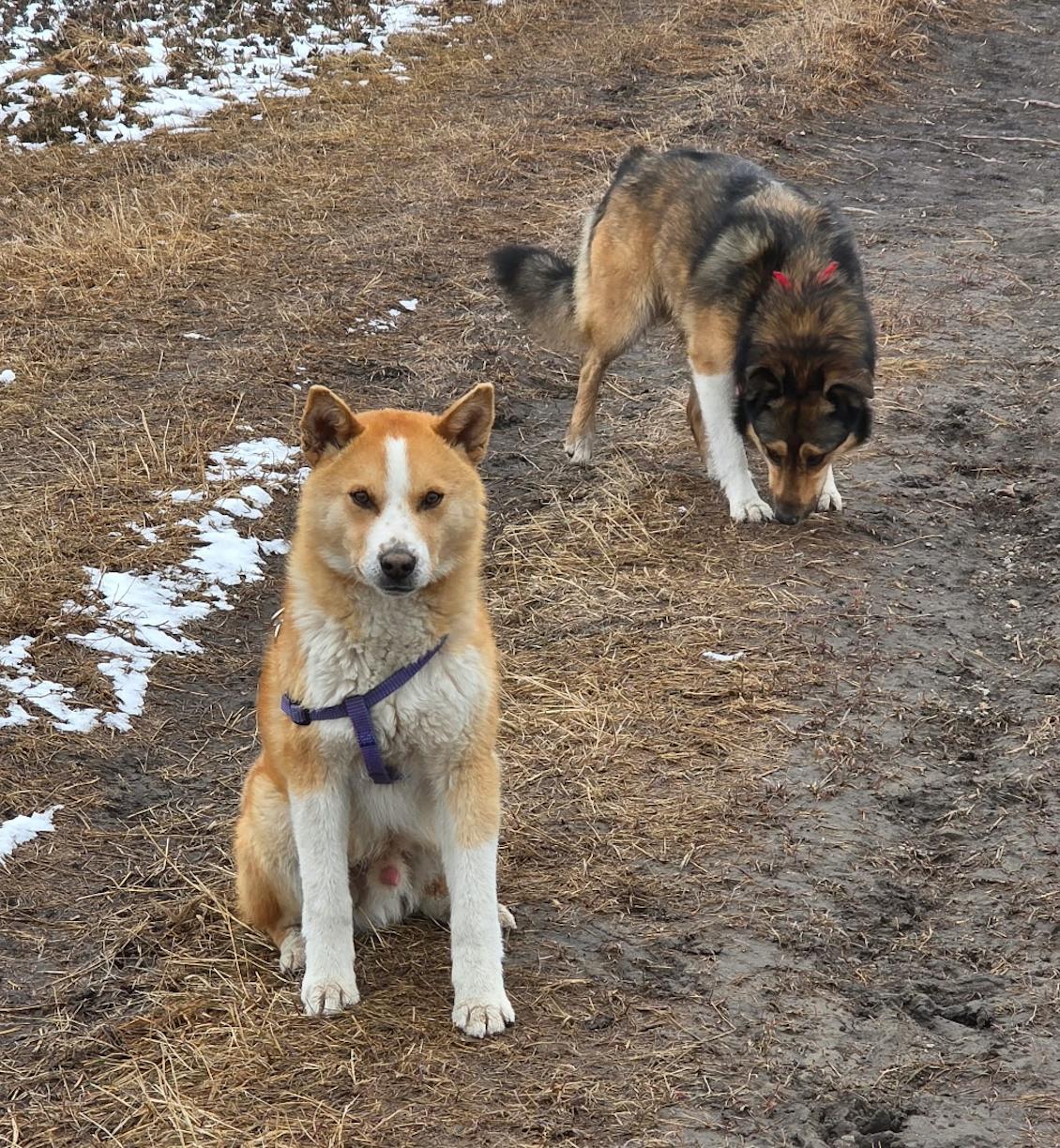 Charlie, ADOPTABLE, Young Male Husky.