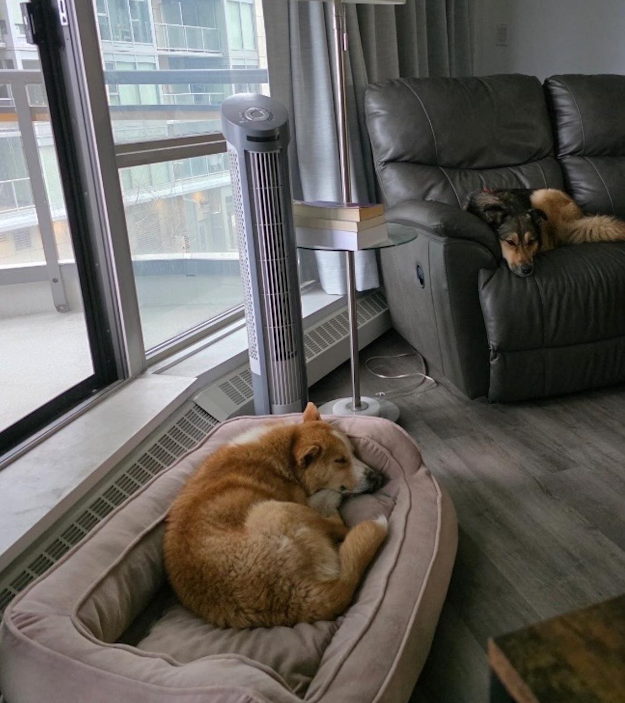 Enlarge Charlie, a ADOPTABLE mixed breed in Calgary, AB image 4/5