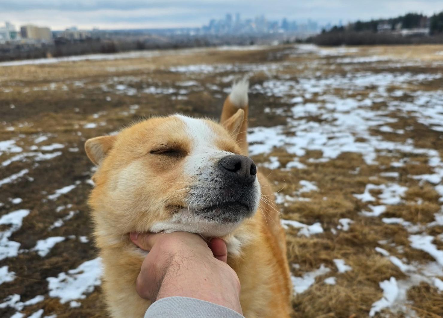 Enlarge Charlie, a ADOPTABLE mixed breed in Calgary, AB image 3/5