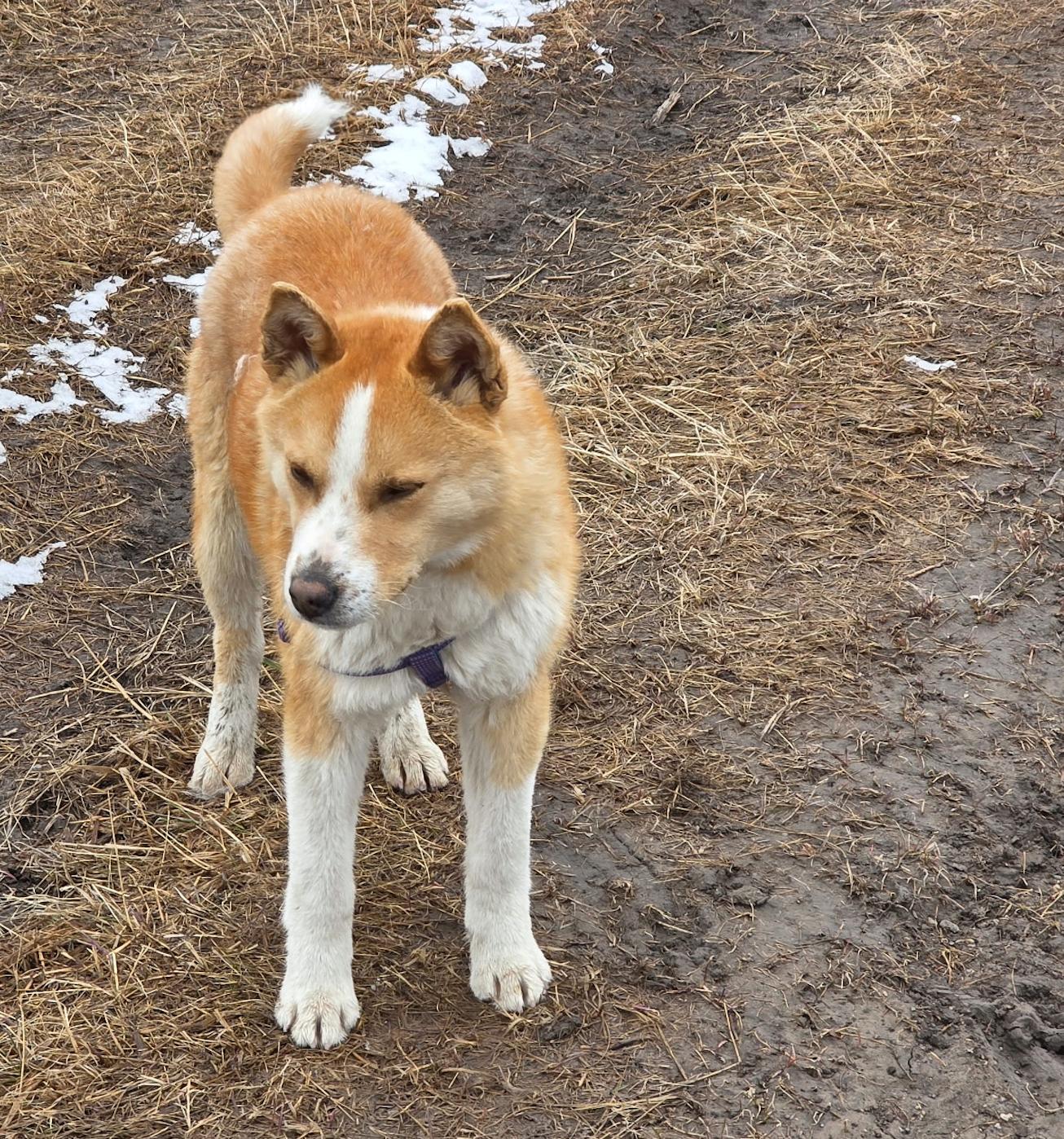 Enlarge Charlie, a ADOPTABLE mixed breed in Calgary, AB image 2/5
