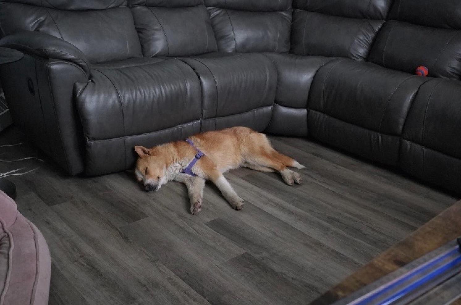 Enlarge Charlie, a ADOPTABLE mixed breed in Calgary, AB image 5/5