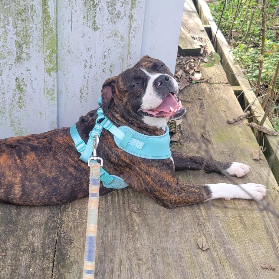 BOSCOE (Playful, Loyal, Loves Belly Rubs, Brave & Great Snuggler)