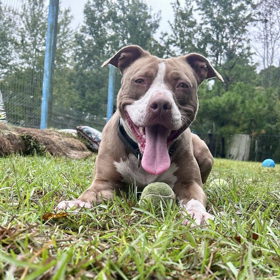 Enlarge Aspen, a Adoptable mixed breed in Newport, NC image 1/6