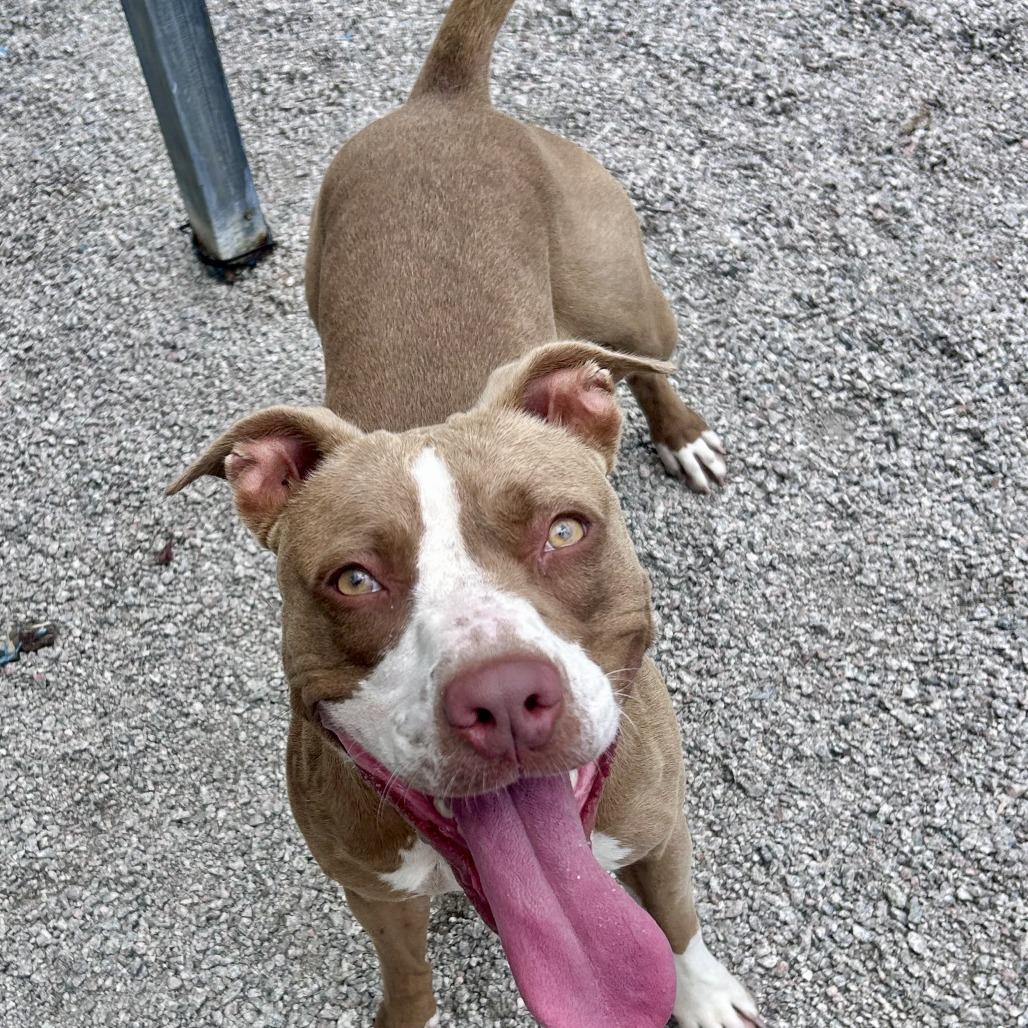 Enlarge Aspen, a Adoptable mixed breed in Newport, NC image 2/6