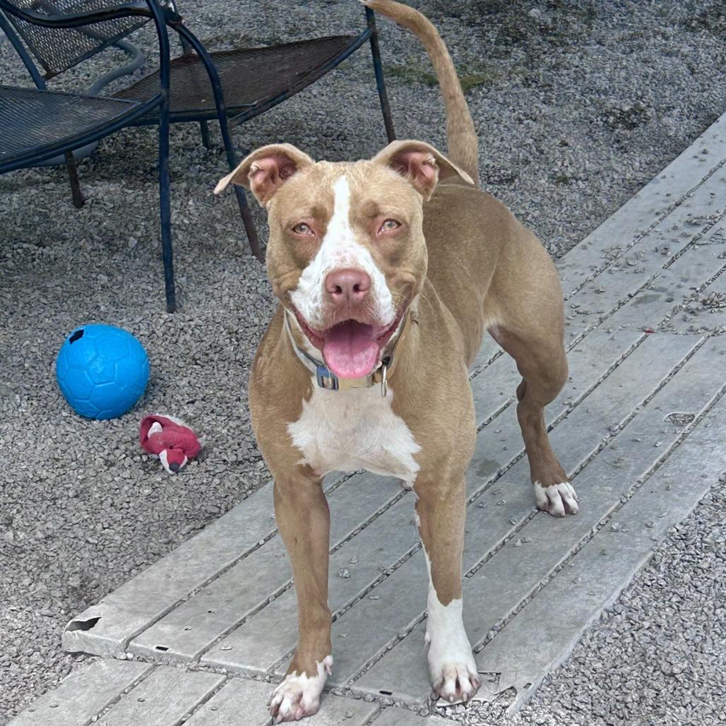 Enlarge Aspen, a Adoptable mixed breed in Newport, NC image 3/6